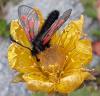 Zygaena exulans
